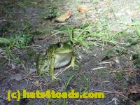/home//u458753944/public_html/sourcegallery/////////////Frogs/More bullfrogs/P8170140.JPG